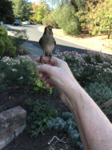 In Pleasant Hill, small bird sits on my finger recovering from collision with clean glass.
