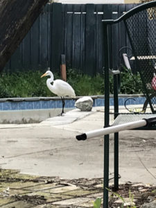 A large white heron studies my neighbor's pool